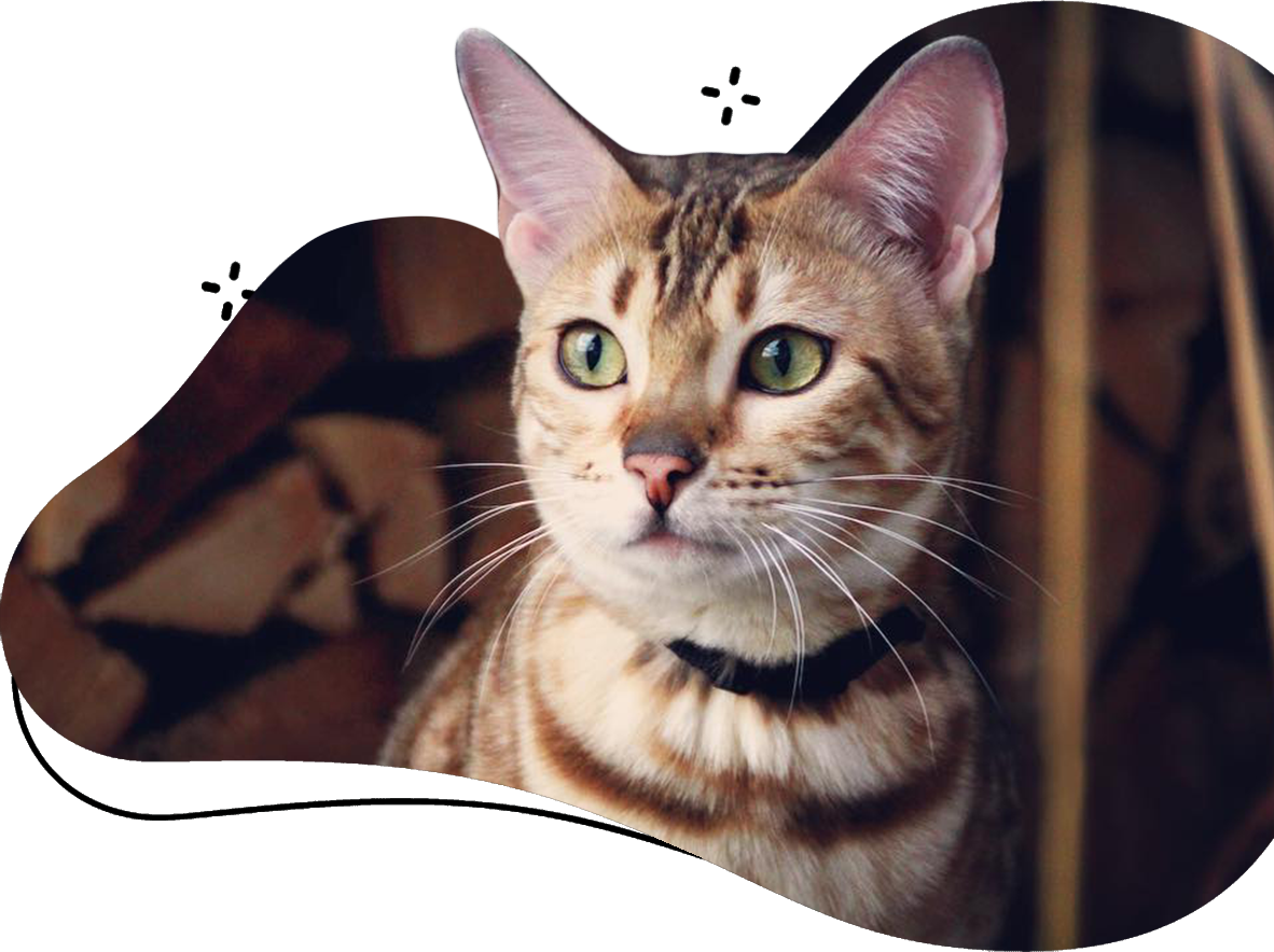 Close-Up Of A Bengal Cat