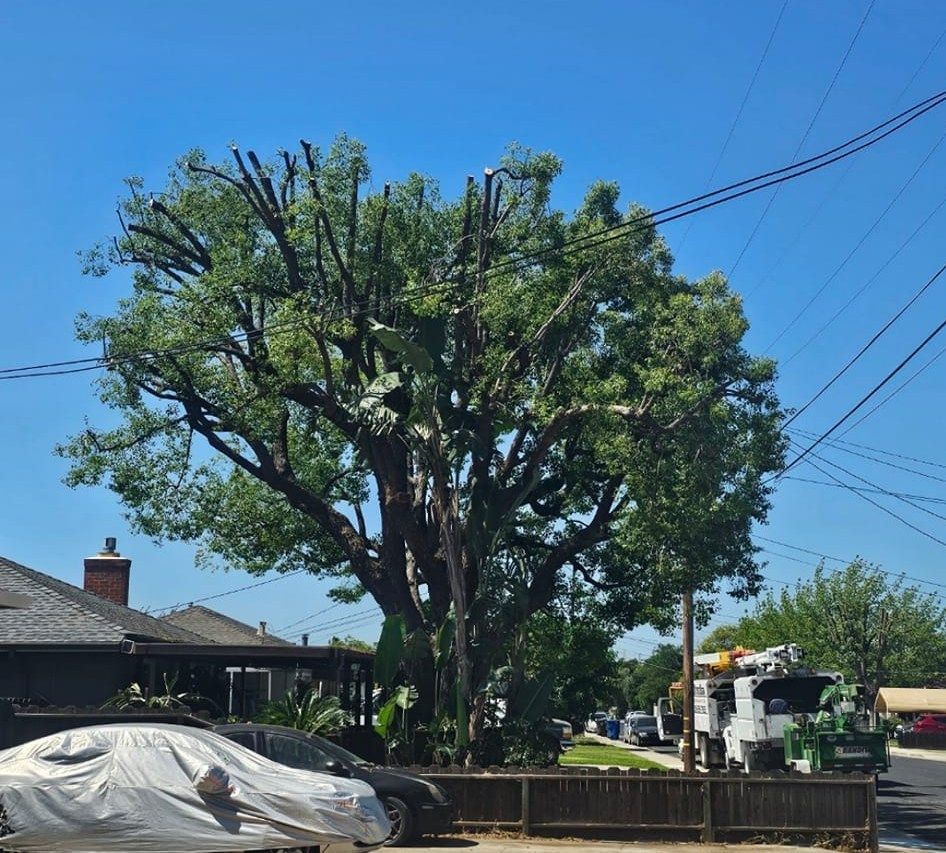 Large leafy tree in a suburban street with a covered car, houses, and utility lines under a clear blue sky