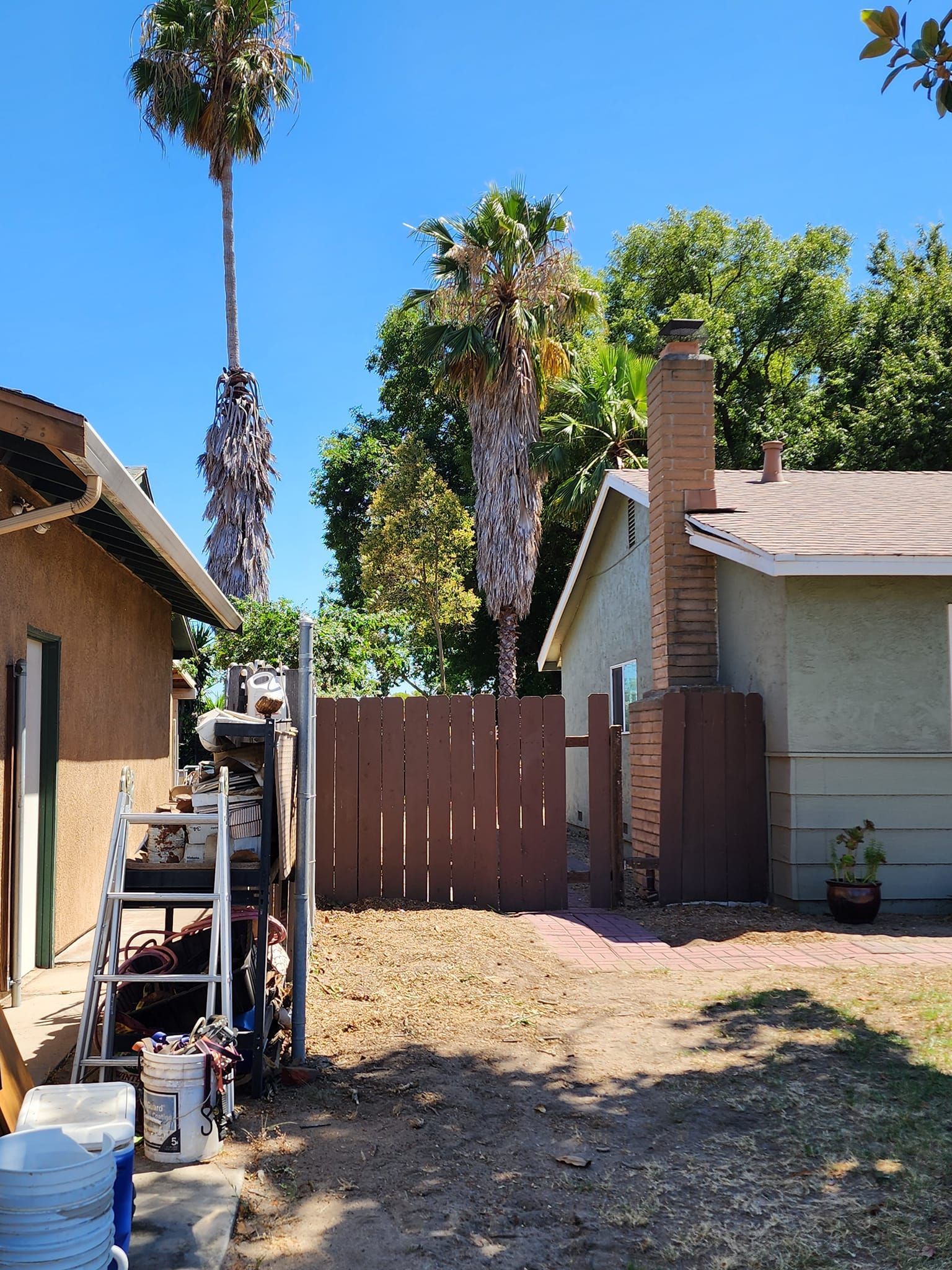 Backyard with dry grass, wooden fence, palm trees, and two houses under a clear blue sky