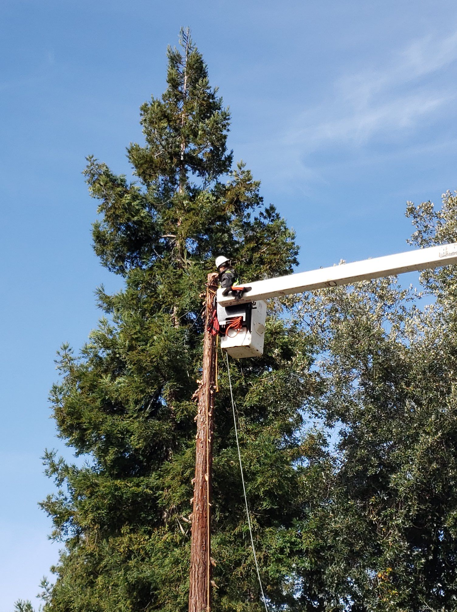 Worker in a bucket lift trimming a tall evergreen tree against a blue sky