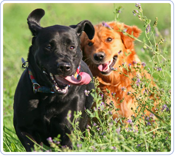 Two Dogs Running | Mansfield, OH | Mohican Kennels Two Dogs Running | Mansfield, OH | Mohican Kennels