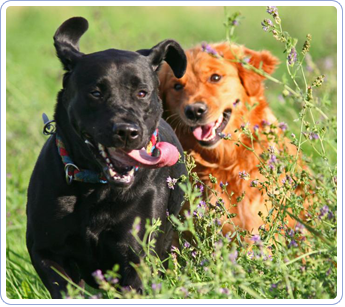 Two Dogs Running | Mansfield, OH | Mohican Kennels