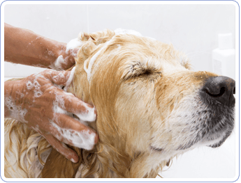 Bathing a Dog | Mansfield, OH | Mohican Kennels