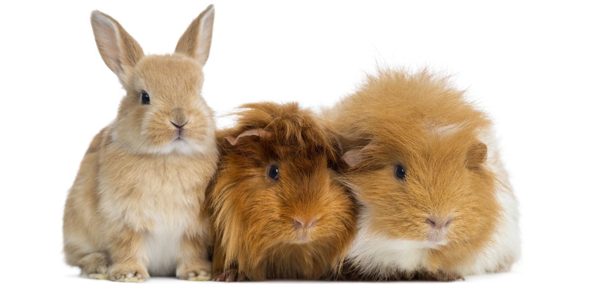 Rabbit and Guinea Pigs | Mansfield, OH | Mohican Kennels