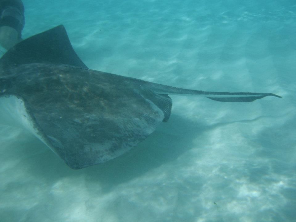 Stingray swims underwater in turquoise water.