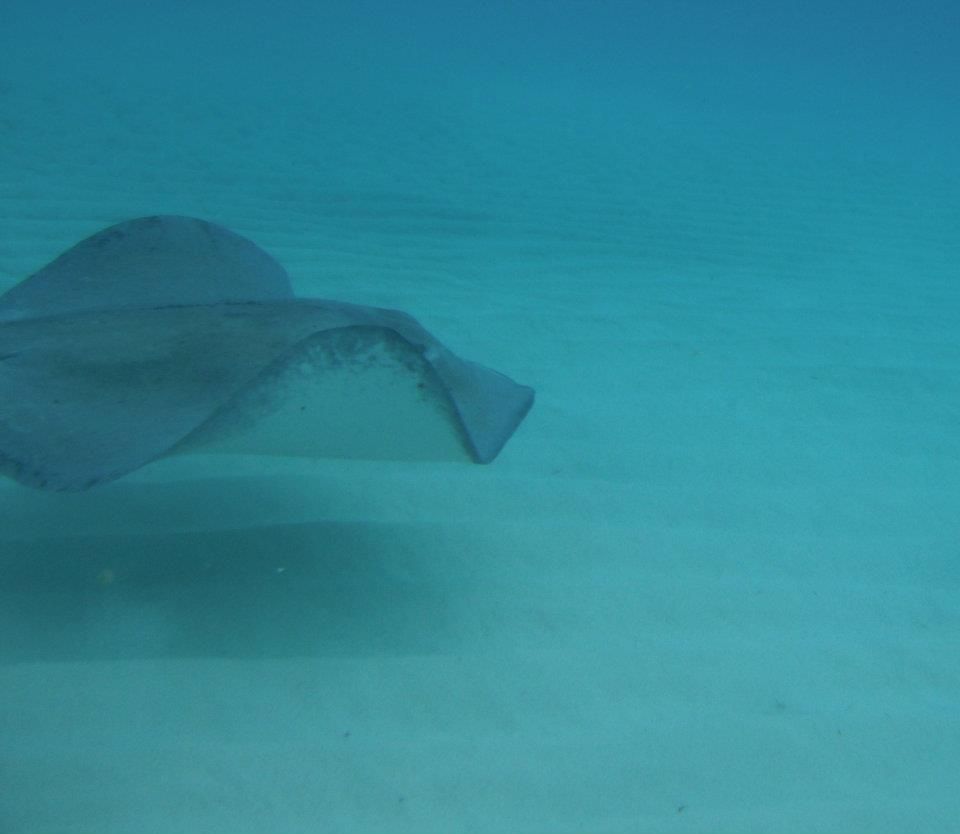 A stingray glides gracefully in the clear, blue ocean water above a sandy seafloor.