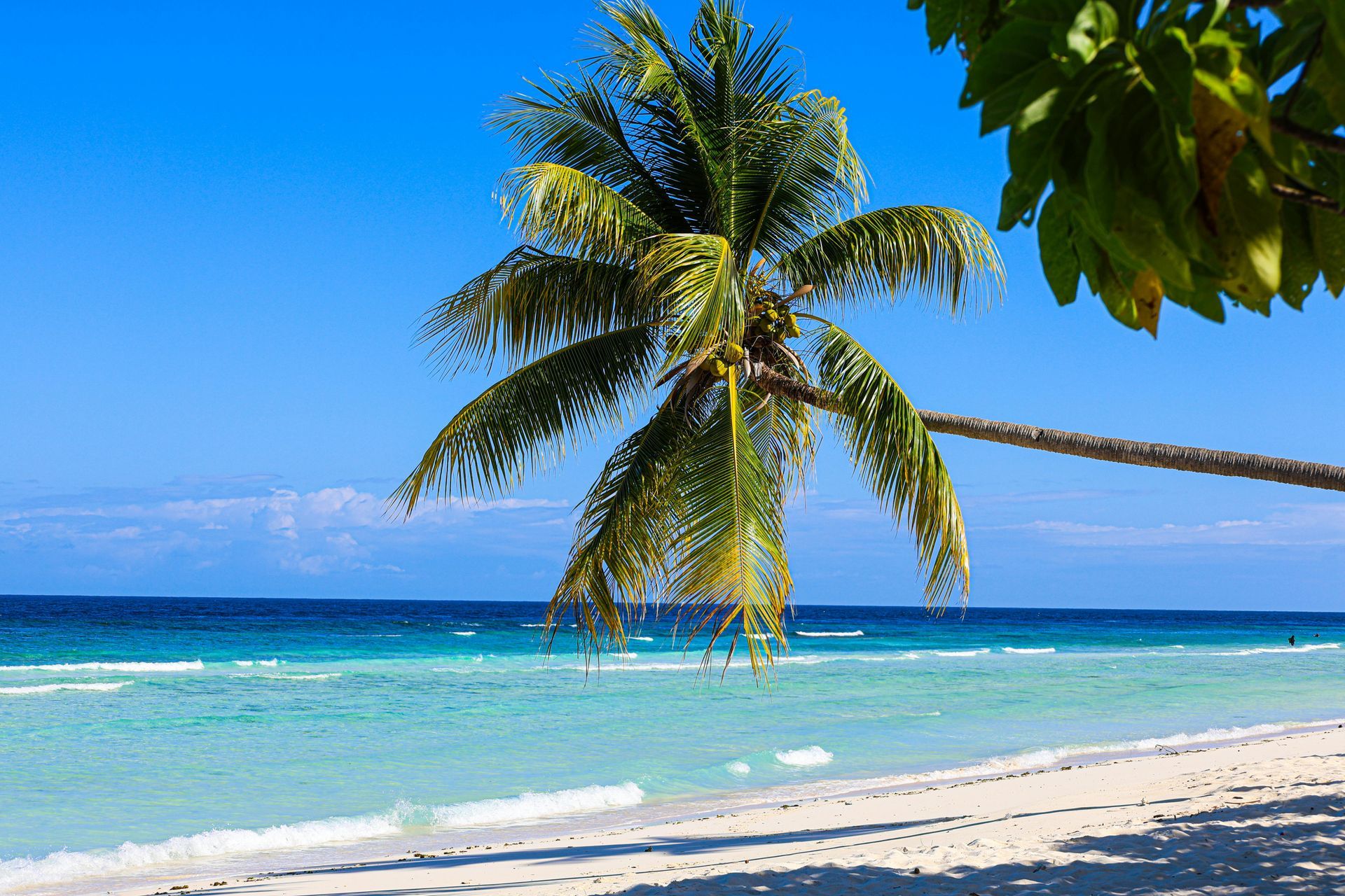A palm tree leans over a sandy beach with turquoise water and a deep blue sky.