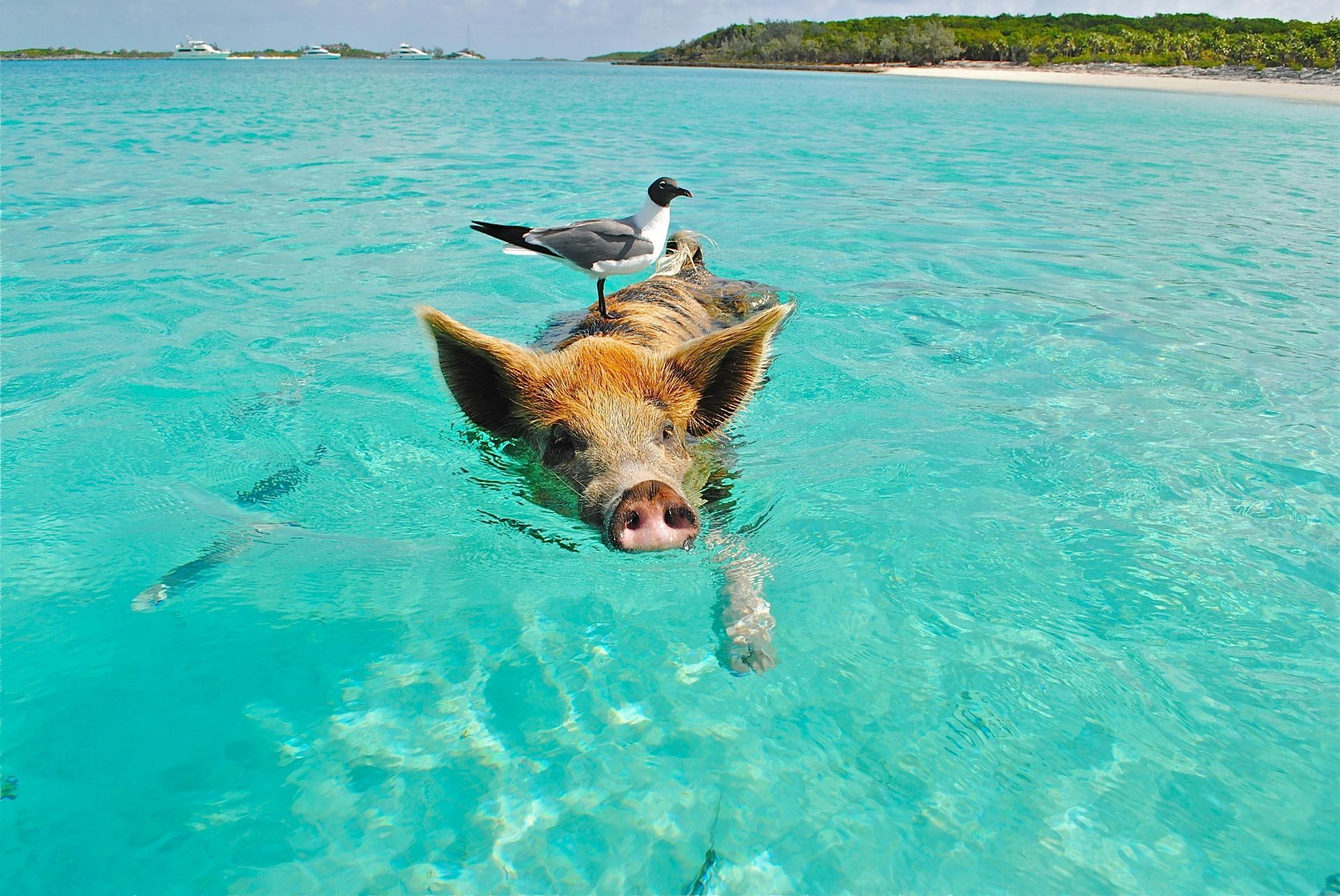 Pig swimming in bright turquoise water with a bird perched on its back near a tropical shore