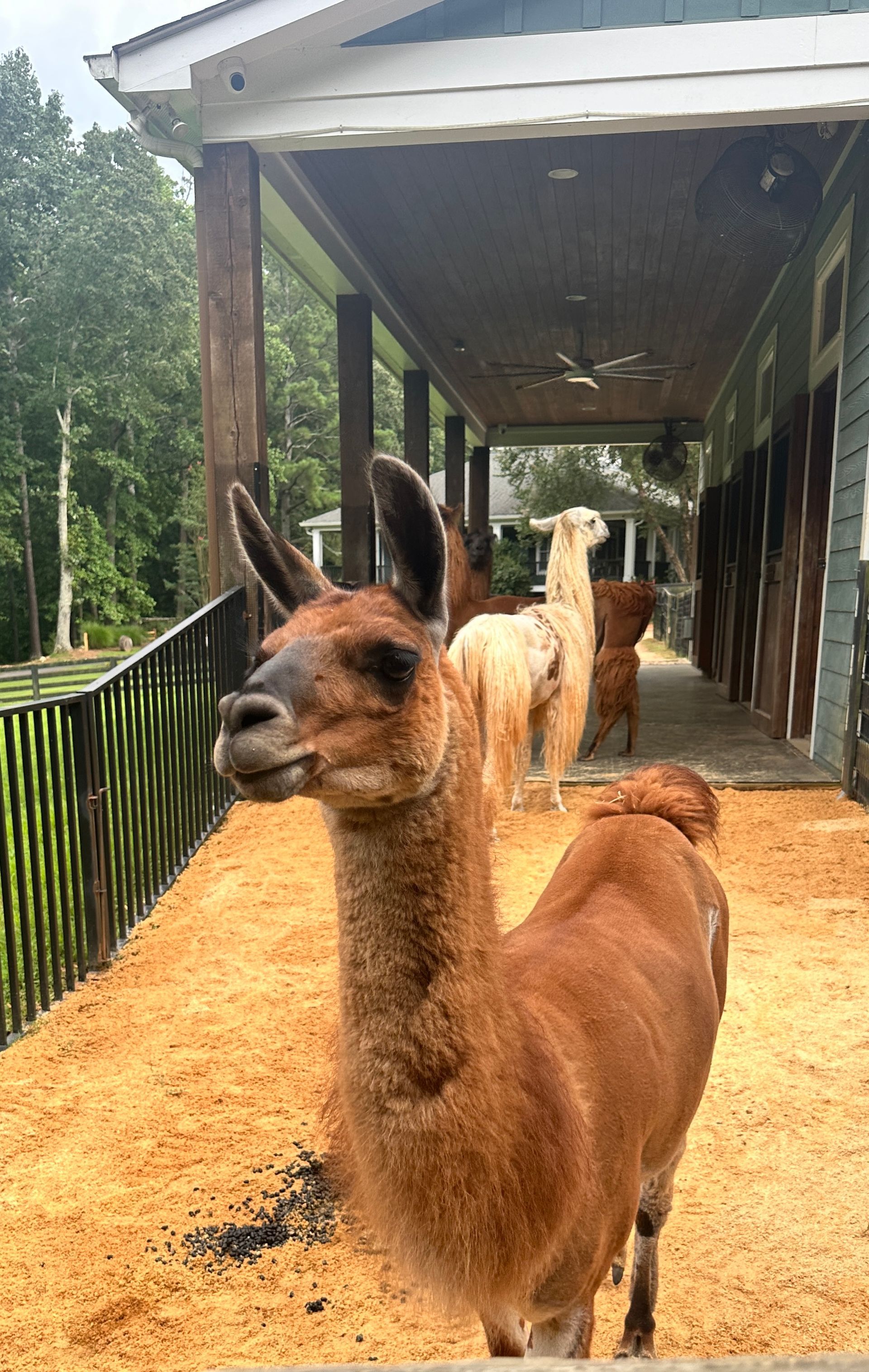 Two Llamas Stand Outside Their Barn in North Georgia. The Barn Is Now Powered by a Kohler Generator.