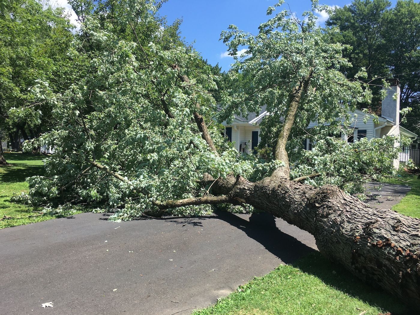 A Tree Lies in a Yard After Being Knocked Down by a Storm. Be Ready With GenSpring Power in Georgia