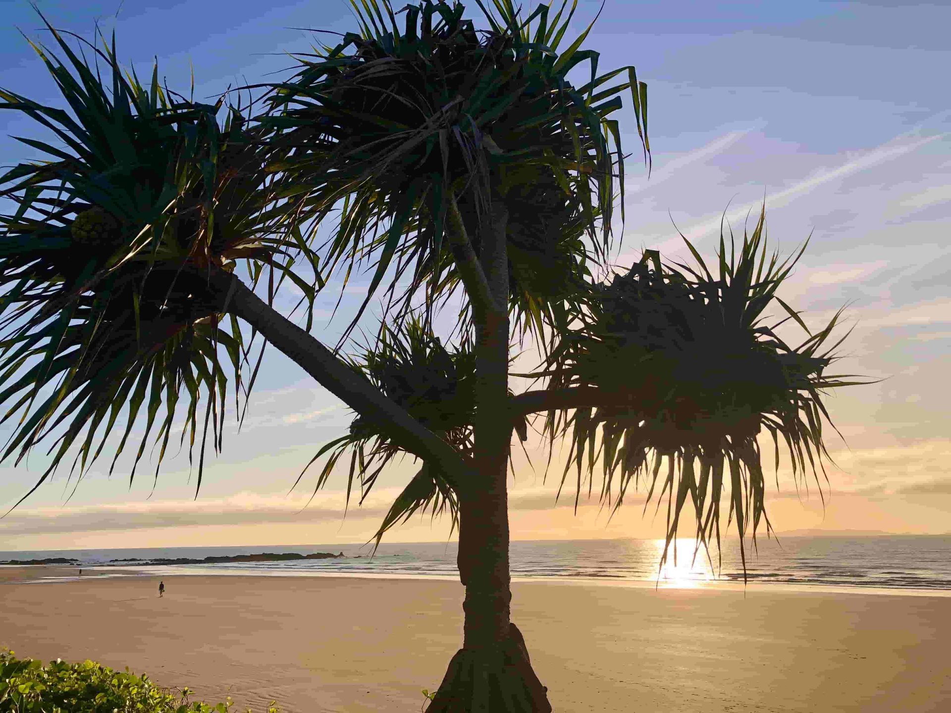 A Palm Tree Standing Tall on a Serene Beach — Mind Body Soul Healing in Cooee Bay, QLD