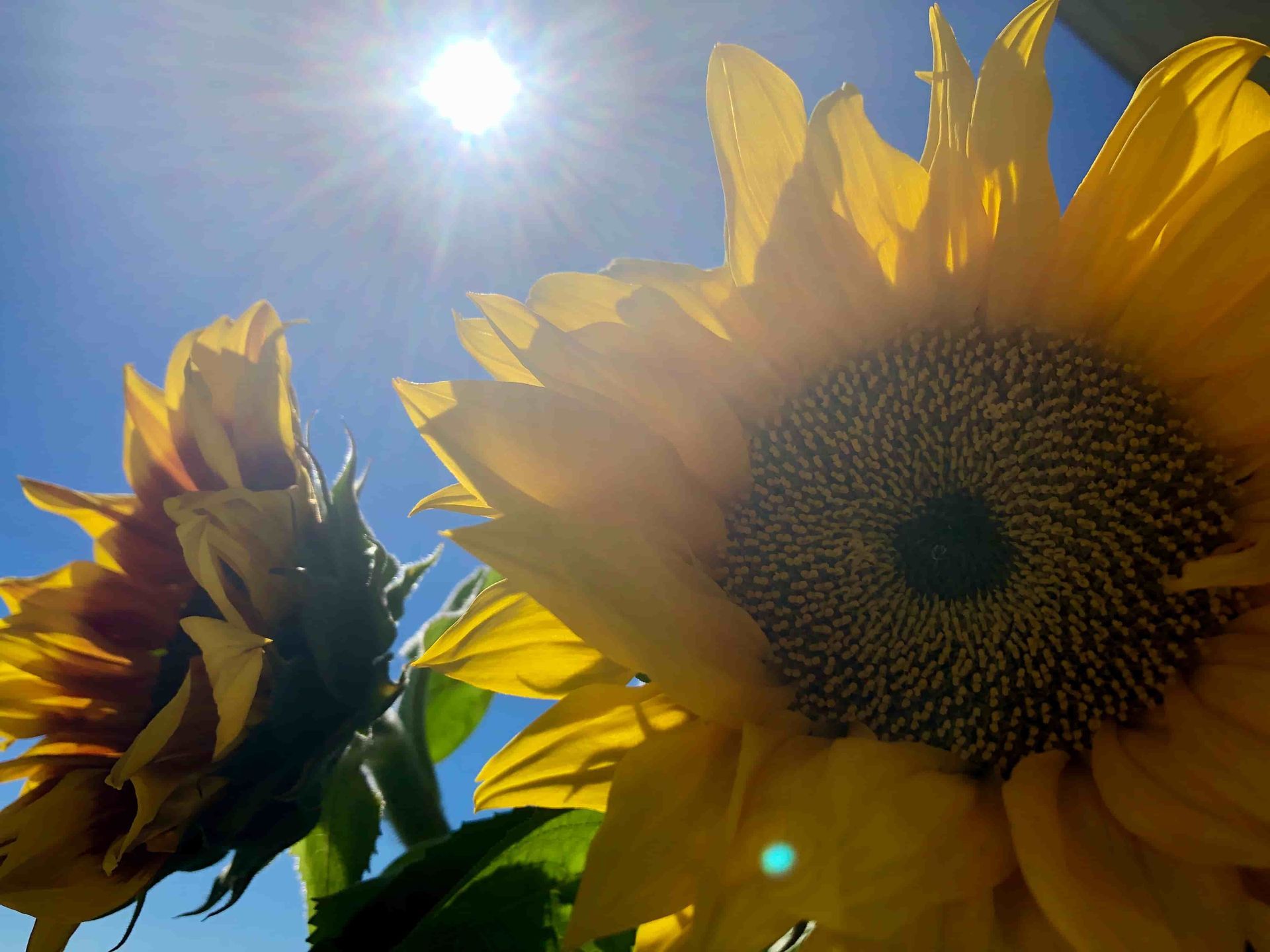 Large Sunflower under the Sun — Mind Body Soul Healing in Cooee Bay, QLD