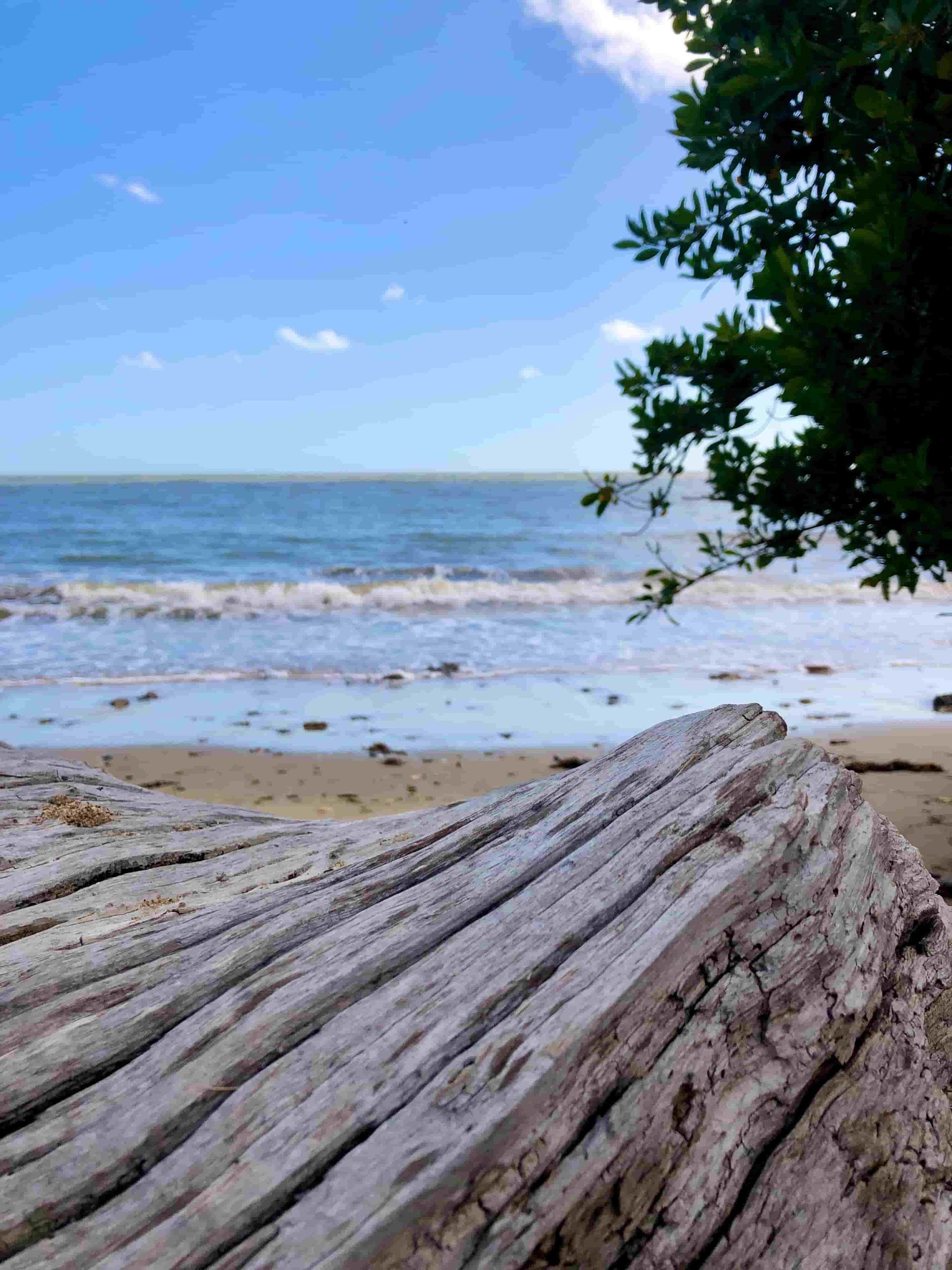 Large Piece of Driftwood on a Beach — Mind Body Soul Healing in Cooee Bay, QLD