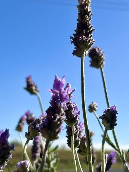 Lavendar plant, Enhancing The Ambiance — Mind Body Soul Healing in Cooee Bay, QLD