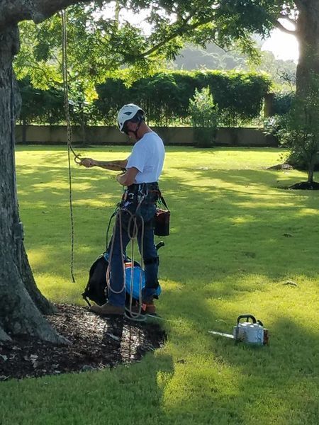 Stafford TX Arborist