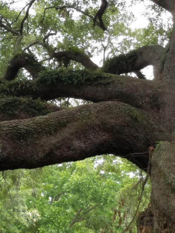 Morgans Point Arborist