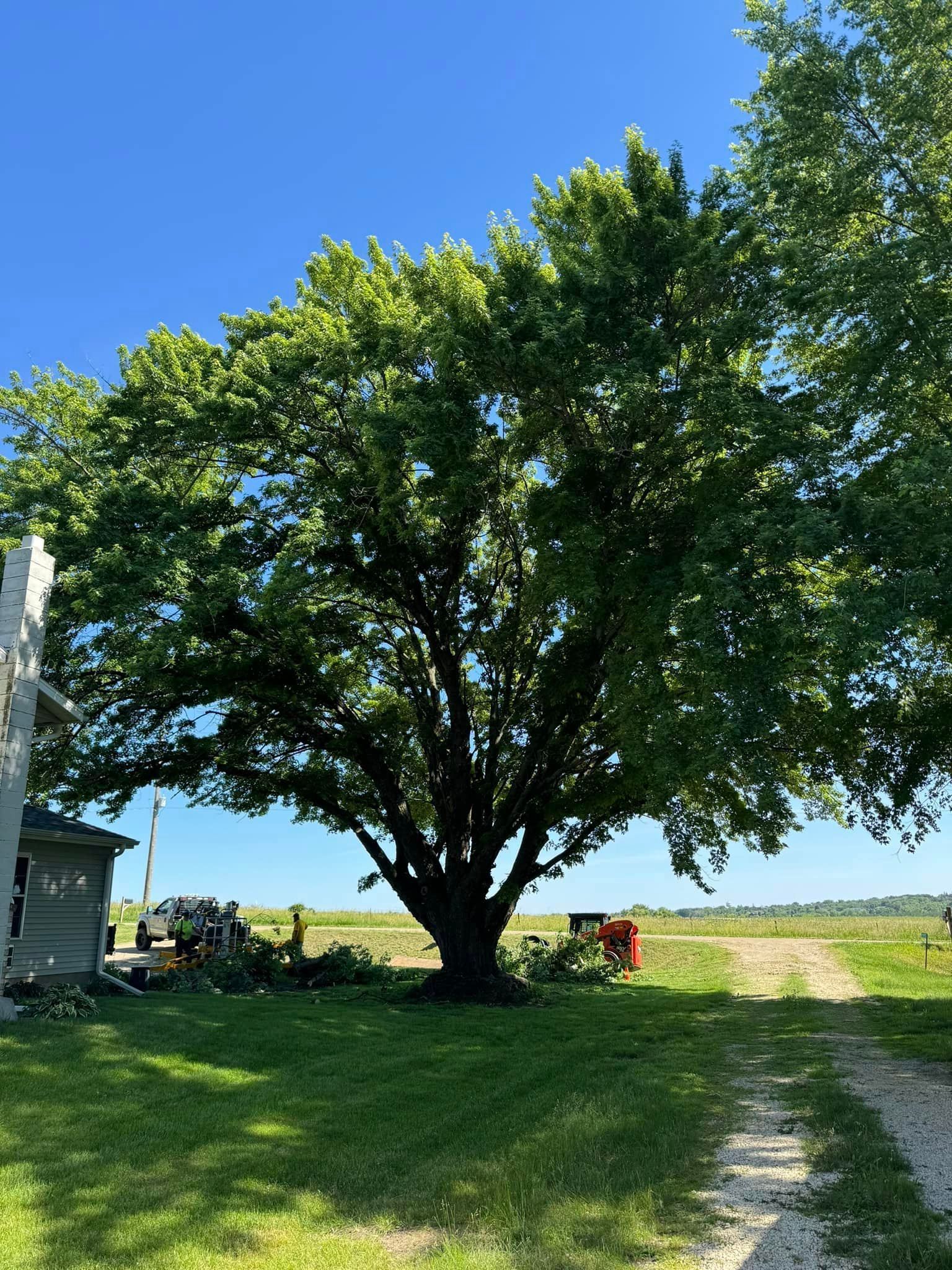 Beach City Arborist