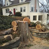 Patton Village TX Tree Service