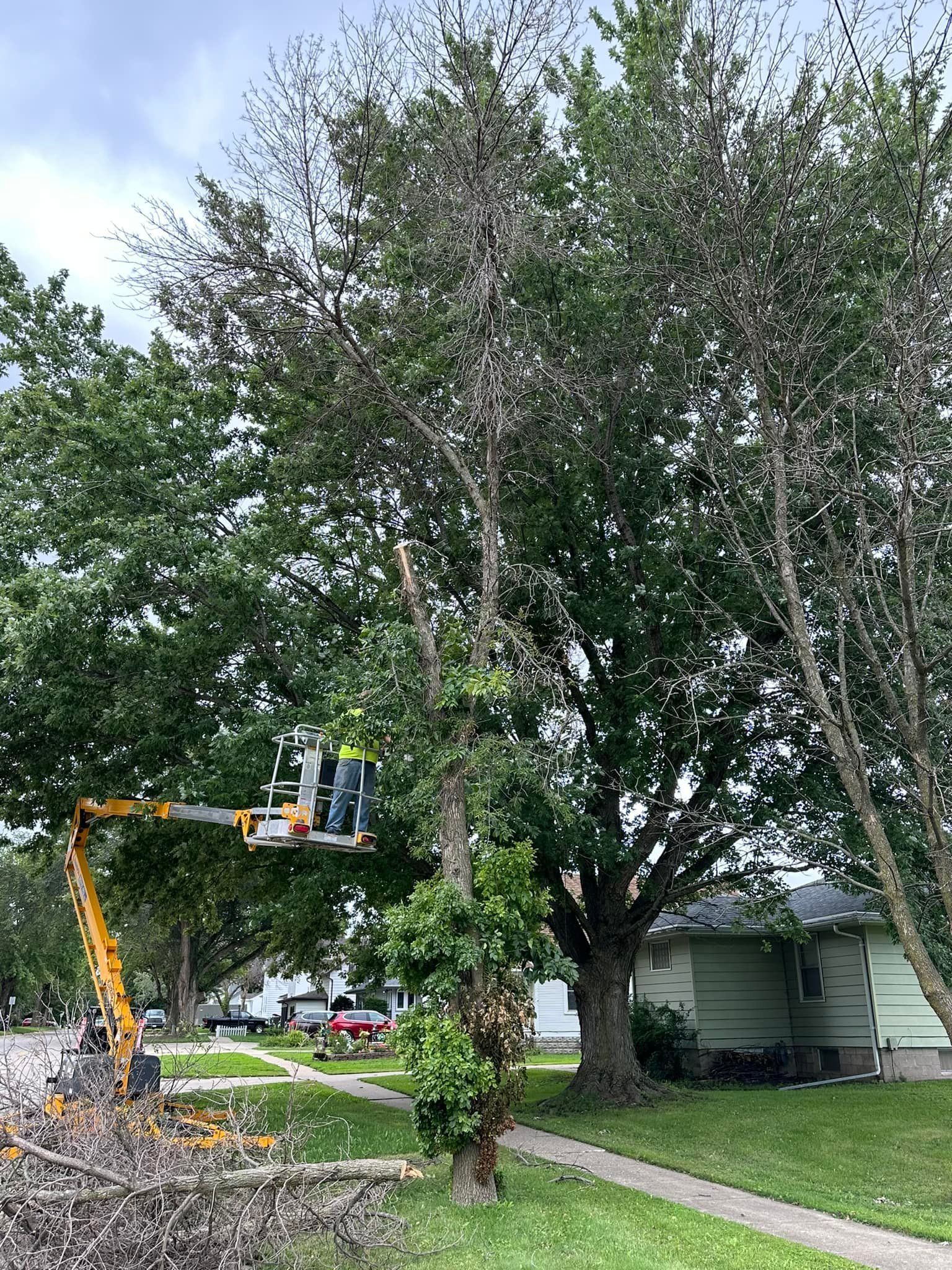 Old River-Winfree Tree Service