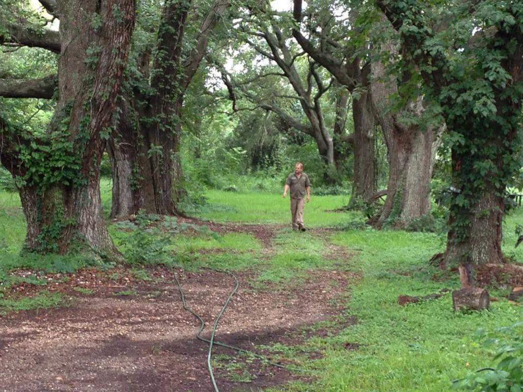 South Houston Arborist