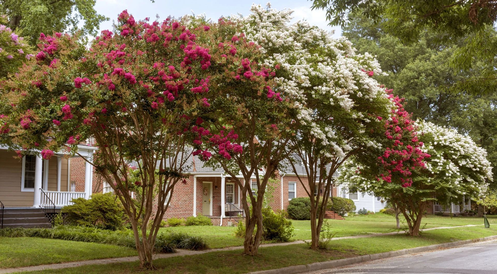 This picture shows 3 beautiful crape myrtles in full bloom that have been selectively topped.