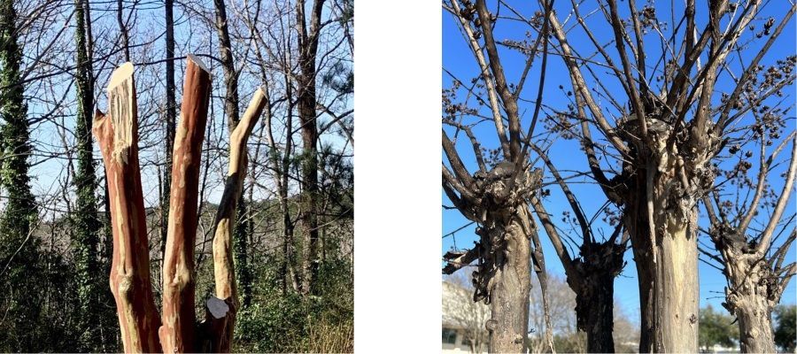 This image shows how bad cuts can destroy the structure of the Crape Myrtle.