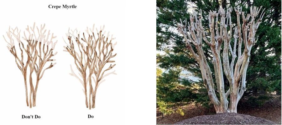 This image shows how proper pollarding cuts should be made to defoliate the tree but maintain a natural structure.