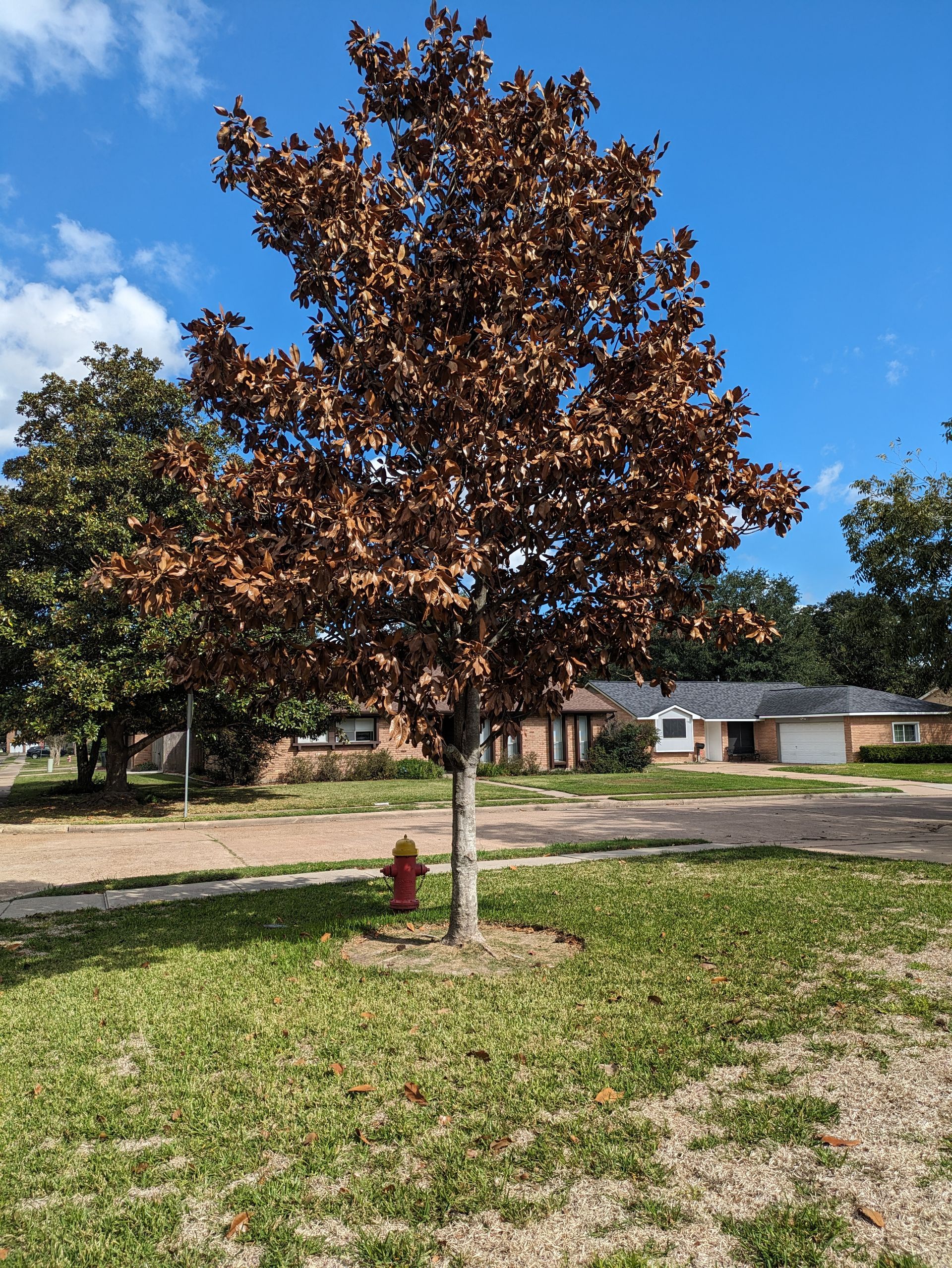 This photo is of a Magnolia Tree that has suffered embolisms causing it to die.