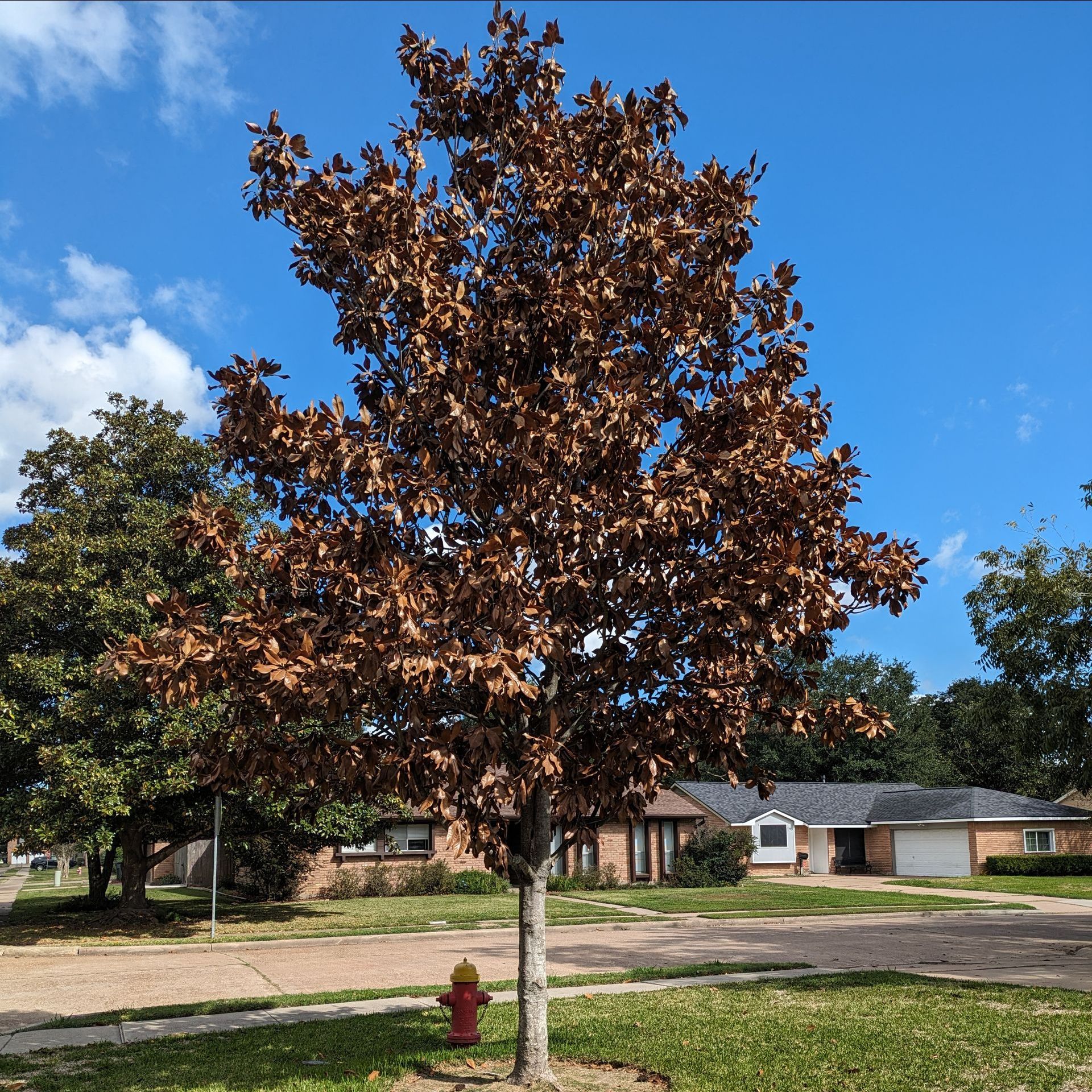 This photo is of a Magnolia Tree that has suffered many embolisms, resulting in the death of the tree and the flagging of the leaves.