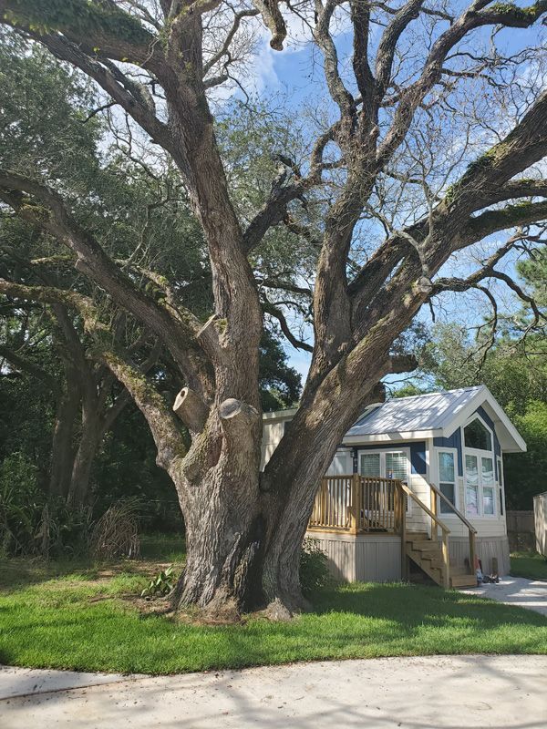 Crosby TX Arborist