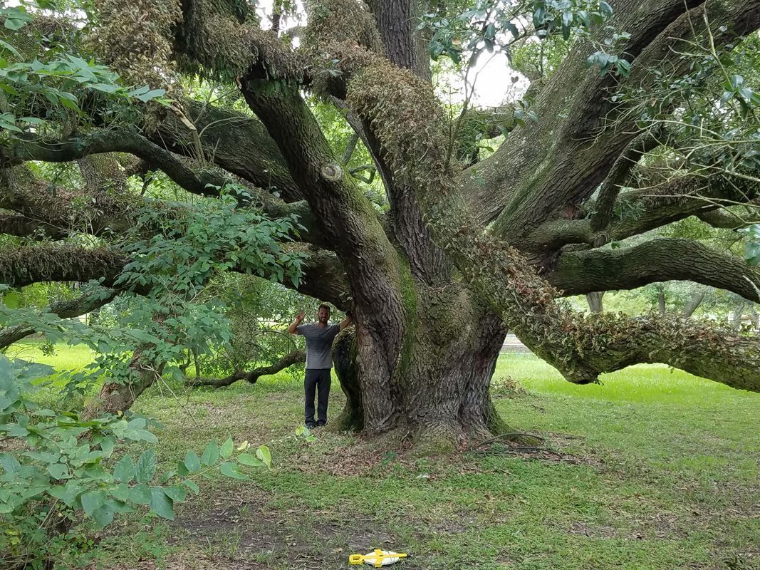 Nassau Bay Arborist