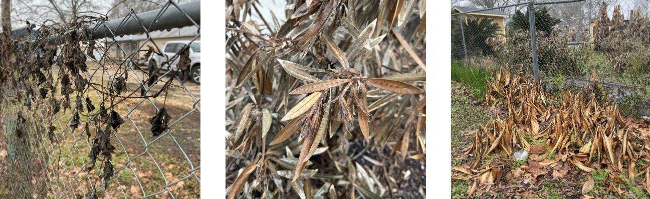 This image shows how freeze damage can present as the blackening and crisping of leaves, the browning of leaves, and the dropping shriveling and soggyness of non-native plants.