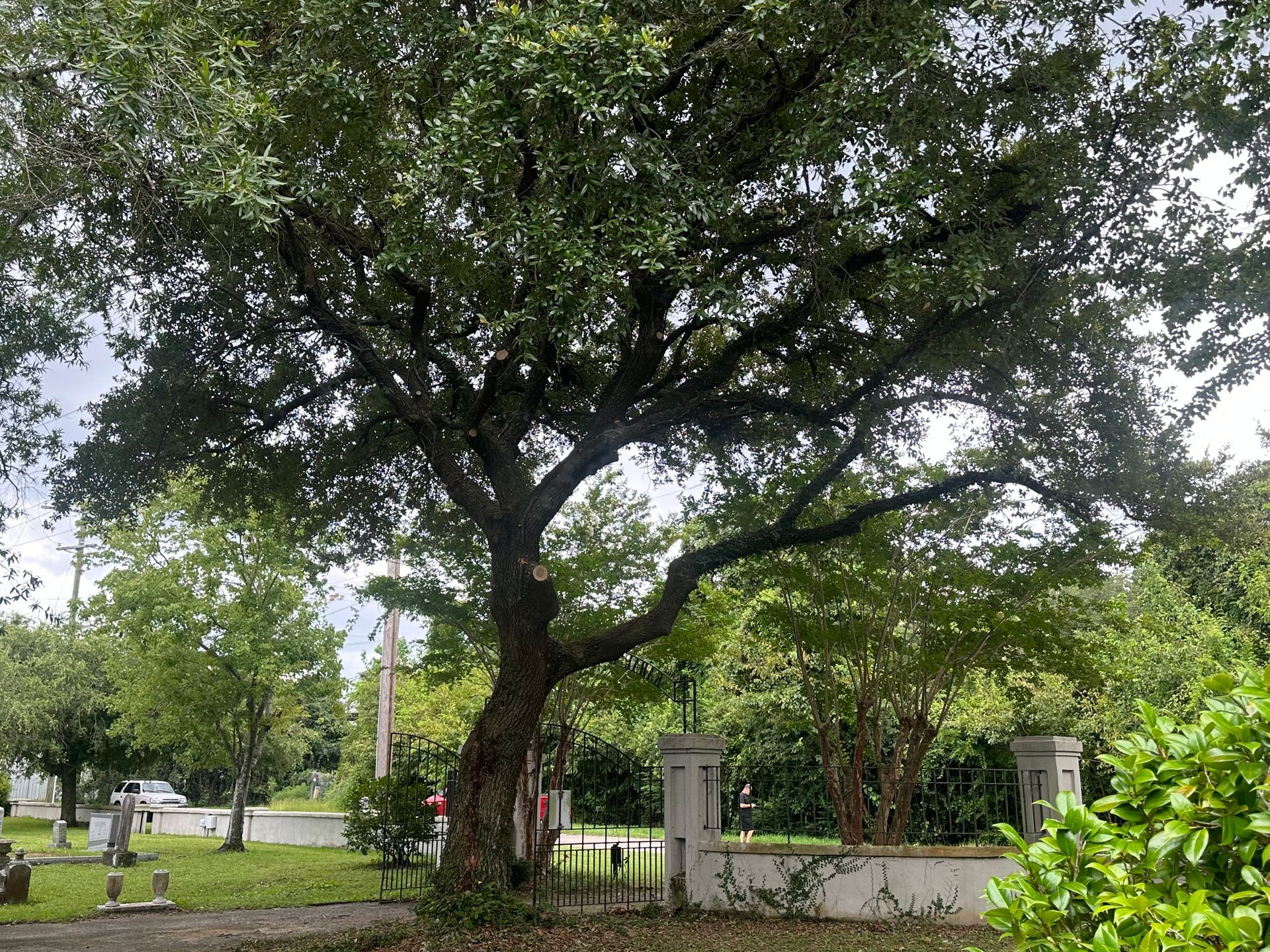 Conroe Tree Service Arborist