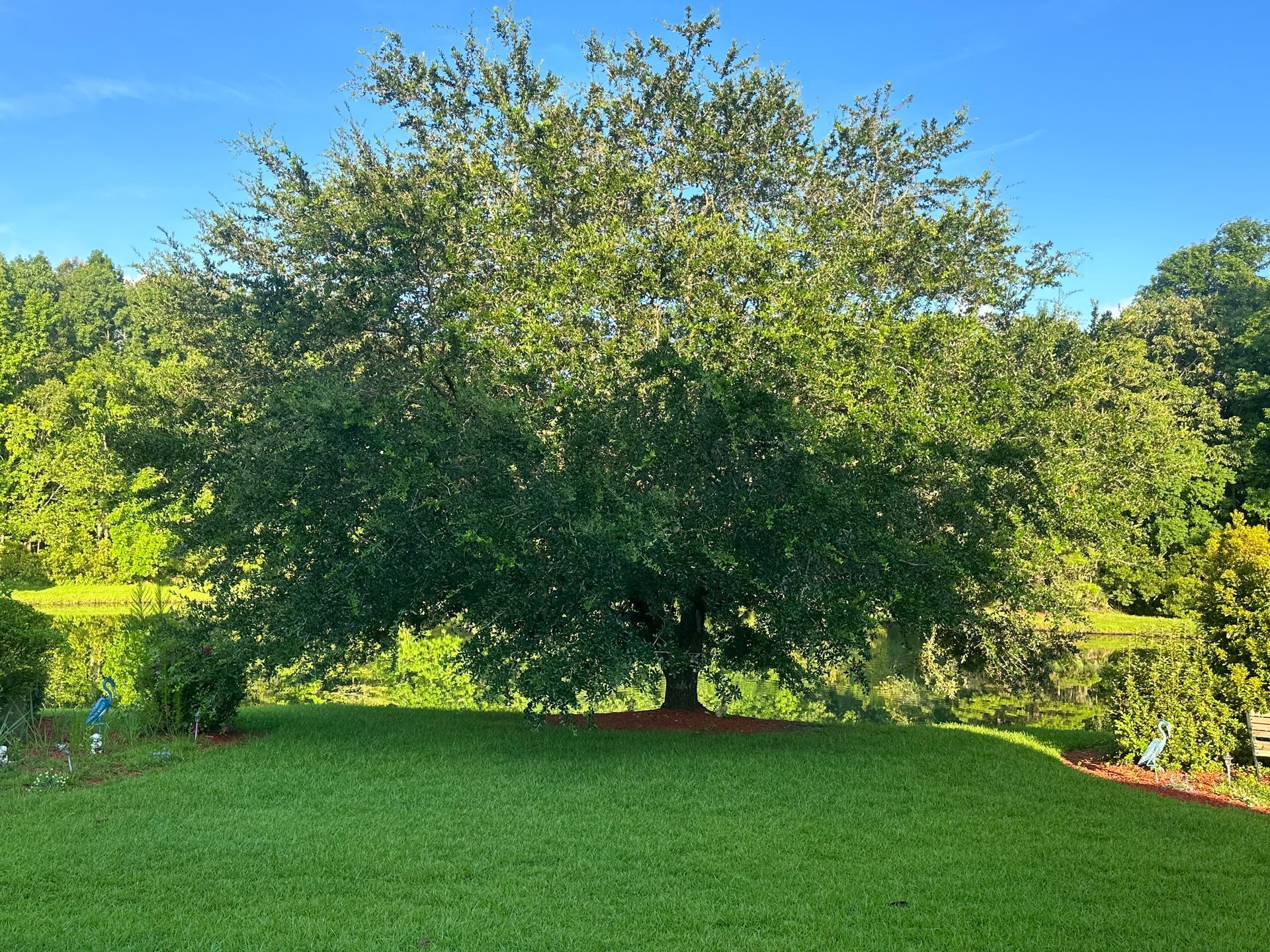 Bayou Vista TX Tree Service