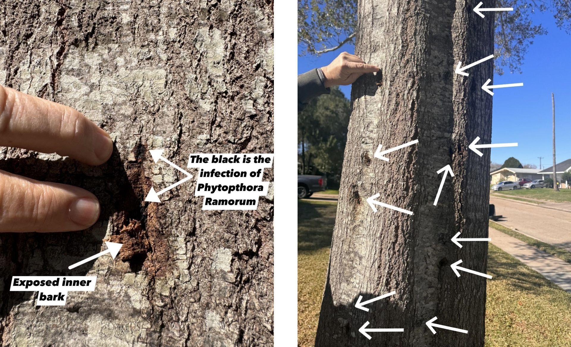 This image shows how an infection of Phytophthora has been directly transferred from tree climbing spurs