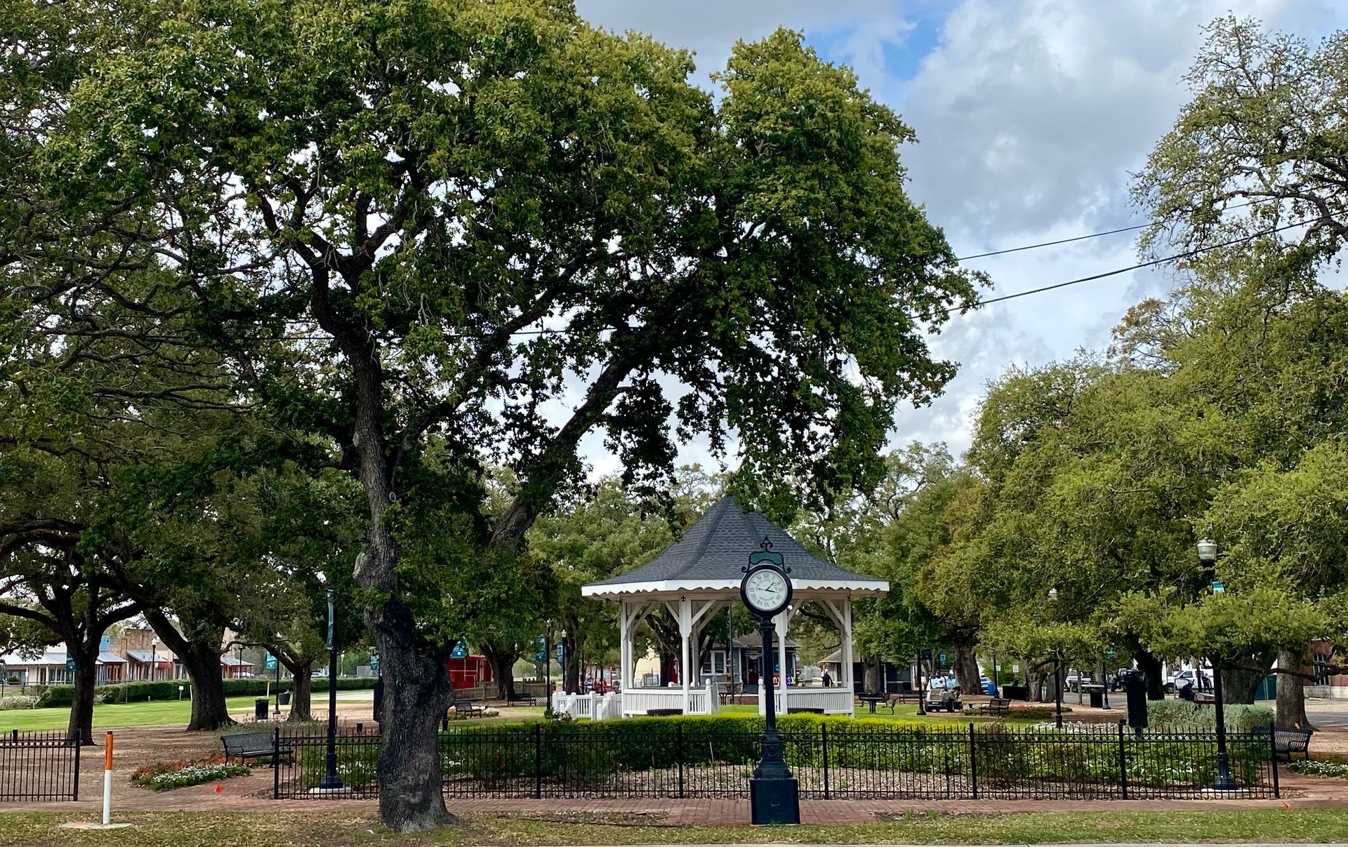 League City TX Tree Health