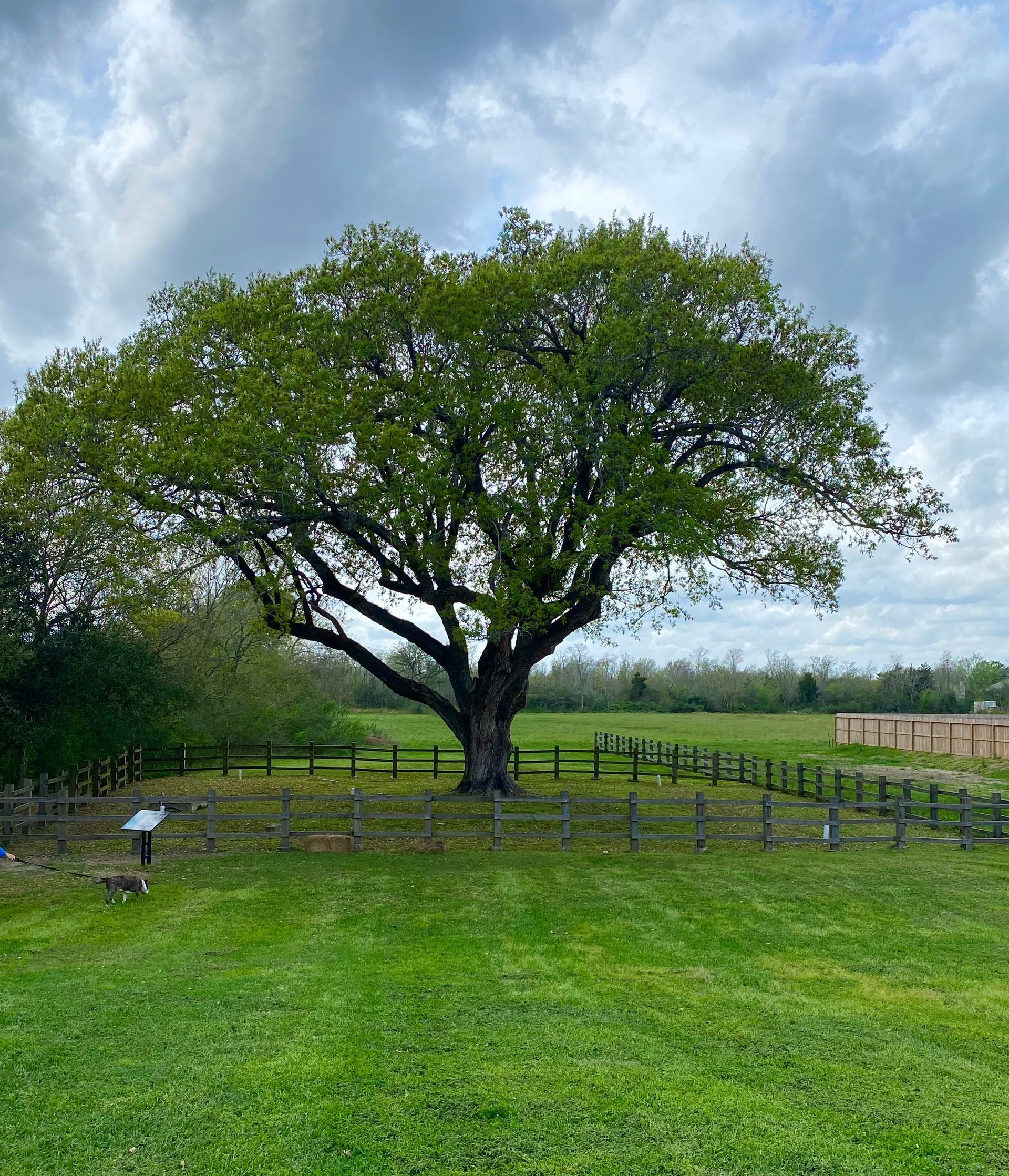 Bailey's Prairie TX Tree Care