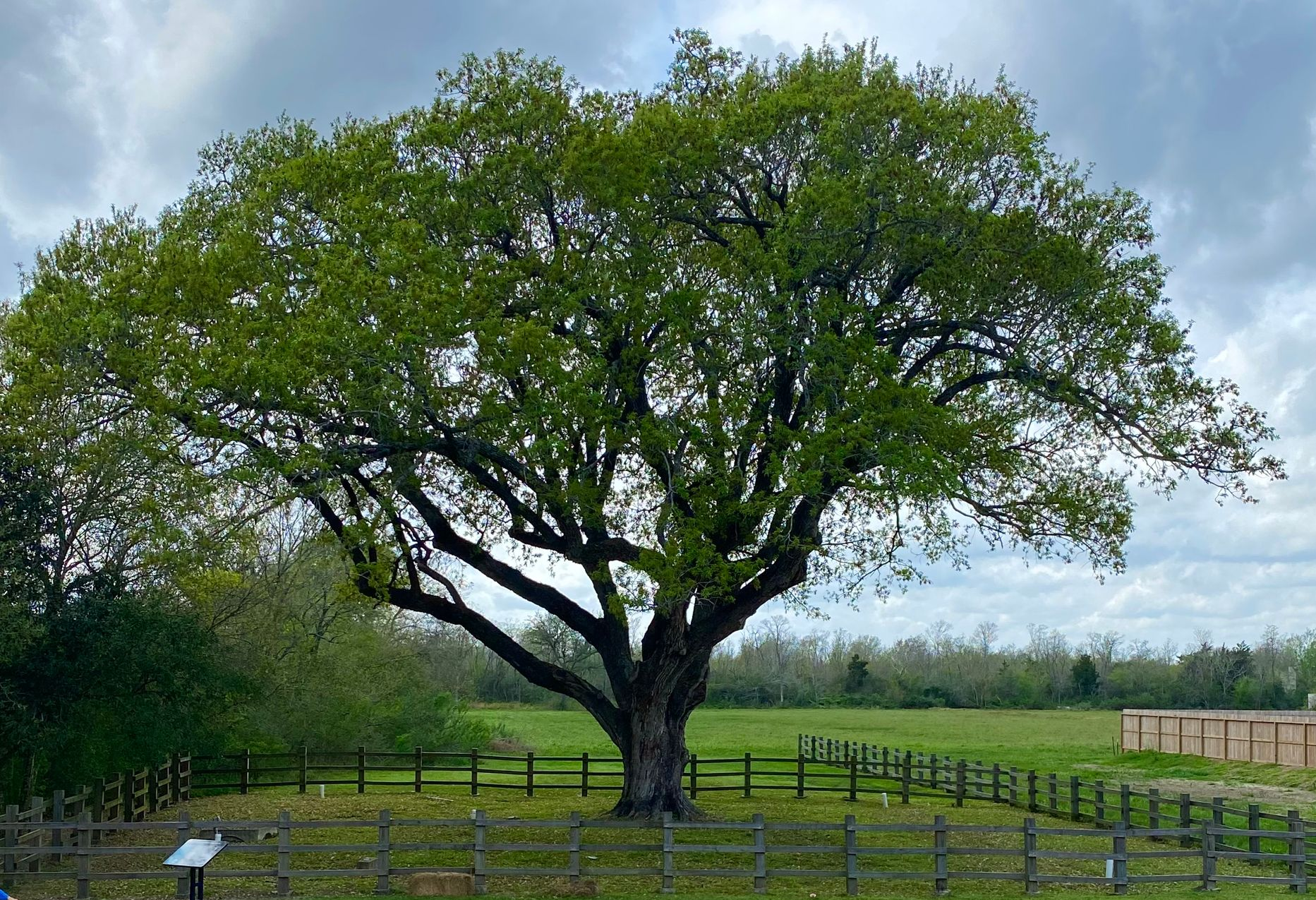 Historic Tree League City Historic Tree