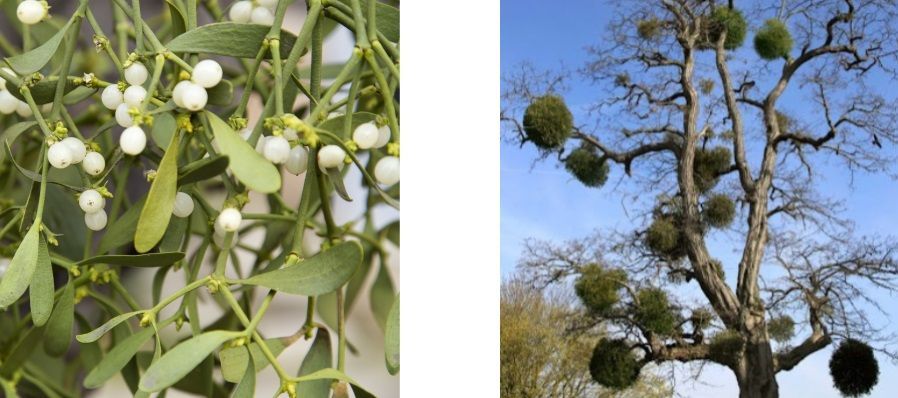 This image shows the beautiful berries of mistletoe and how they grow in massive bunches in trees.