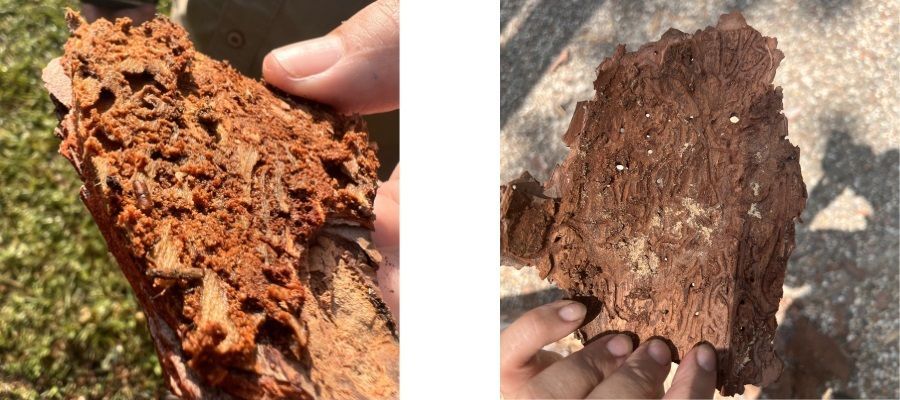 These images show living Pine Bark Beetles and their larva in the cambium of a pine tree and a dry piece of bark with old PBB damage.