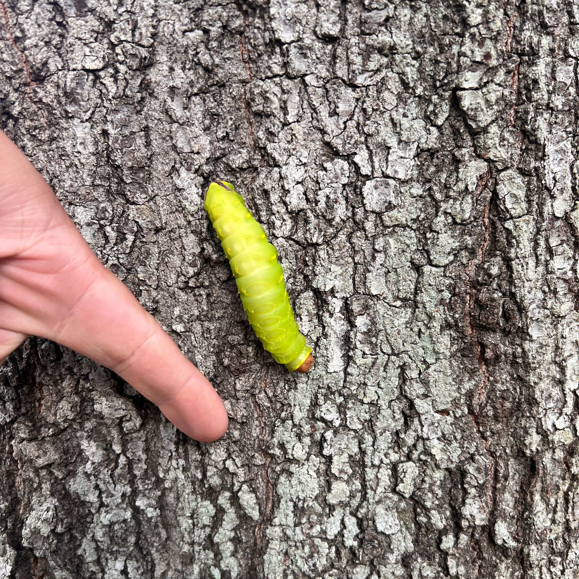 This picture shows a bright green caterpillar inching along a tree trunk.