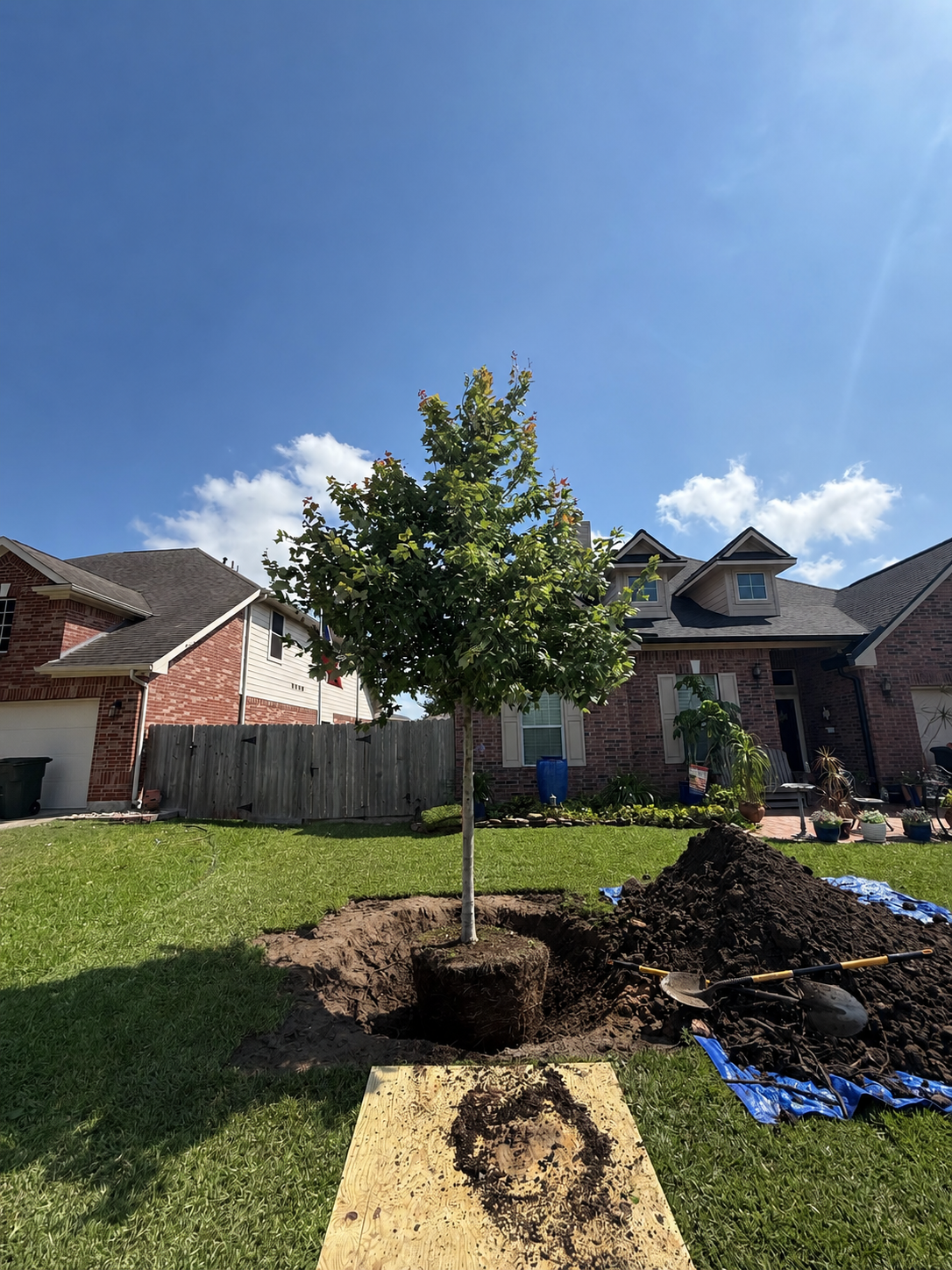 Tree in the Planting Area at the Correct Height