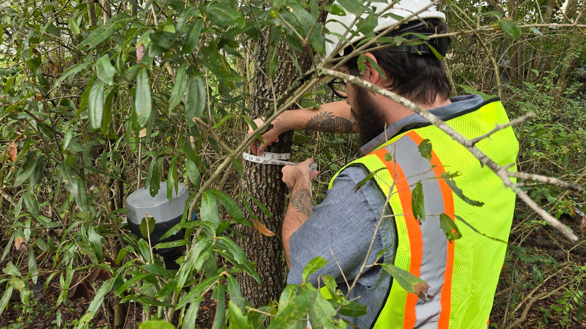 Measuring the DBH of a Live Oak tree