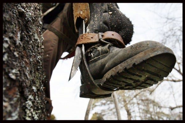 This image shows someone using spurs to climb a tree