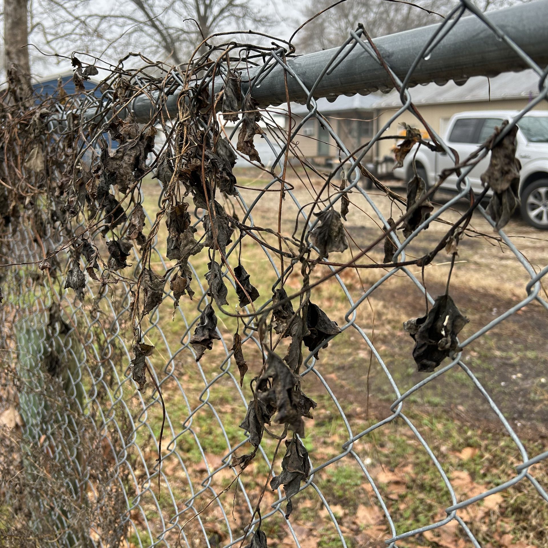 This image shows how vines that have taken over a fence were quickly killed off by a freeze