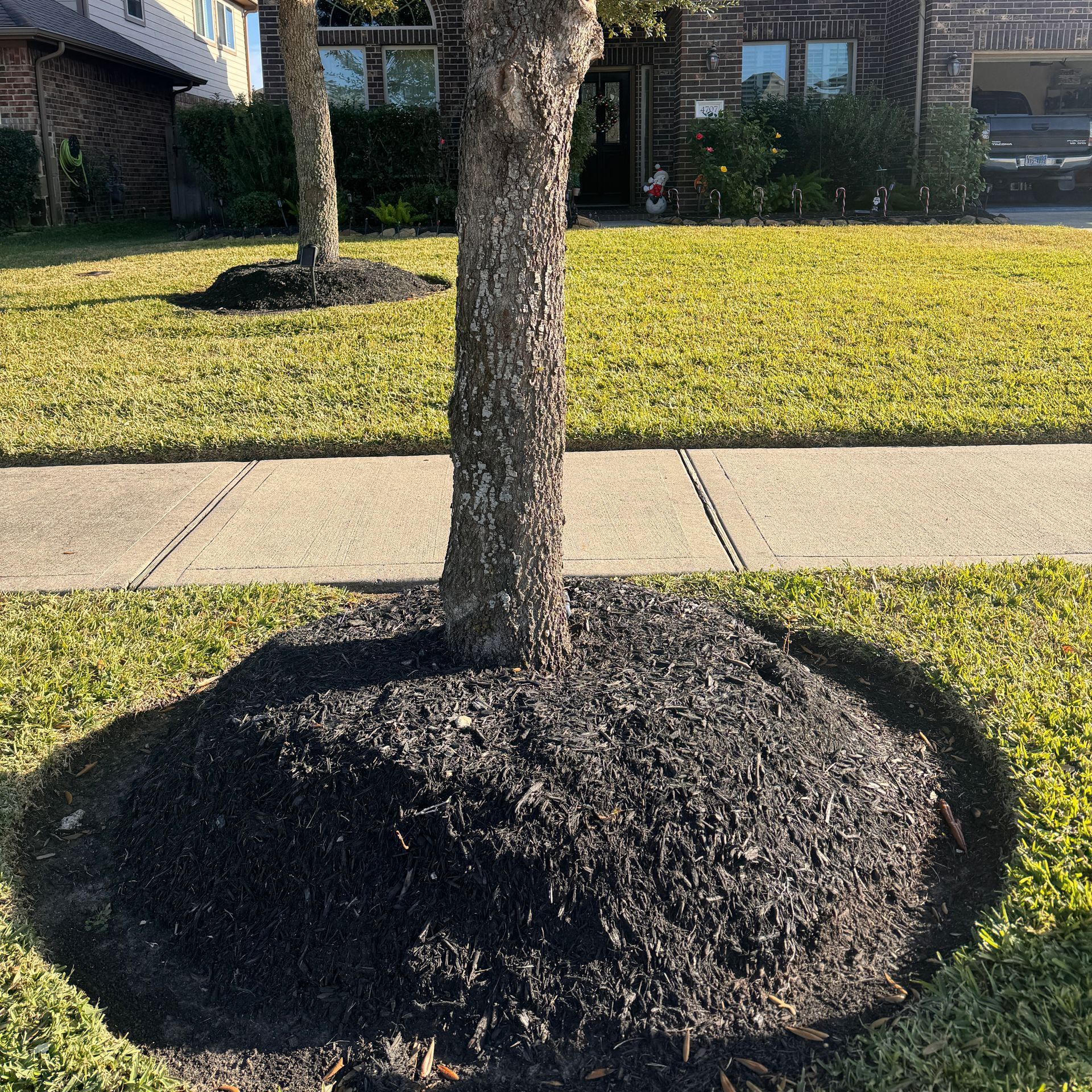 This photo is of a Live Oak that has been volcano mulched.