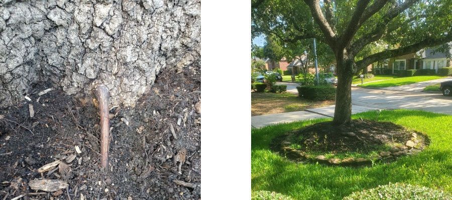 These photos are of an adventitious root that is shooting out from the root collar of the tree, and a live oak that has a root plate due to many years of volcano mulching.