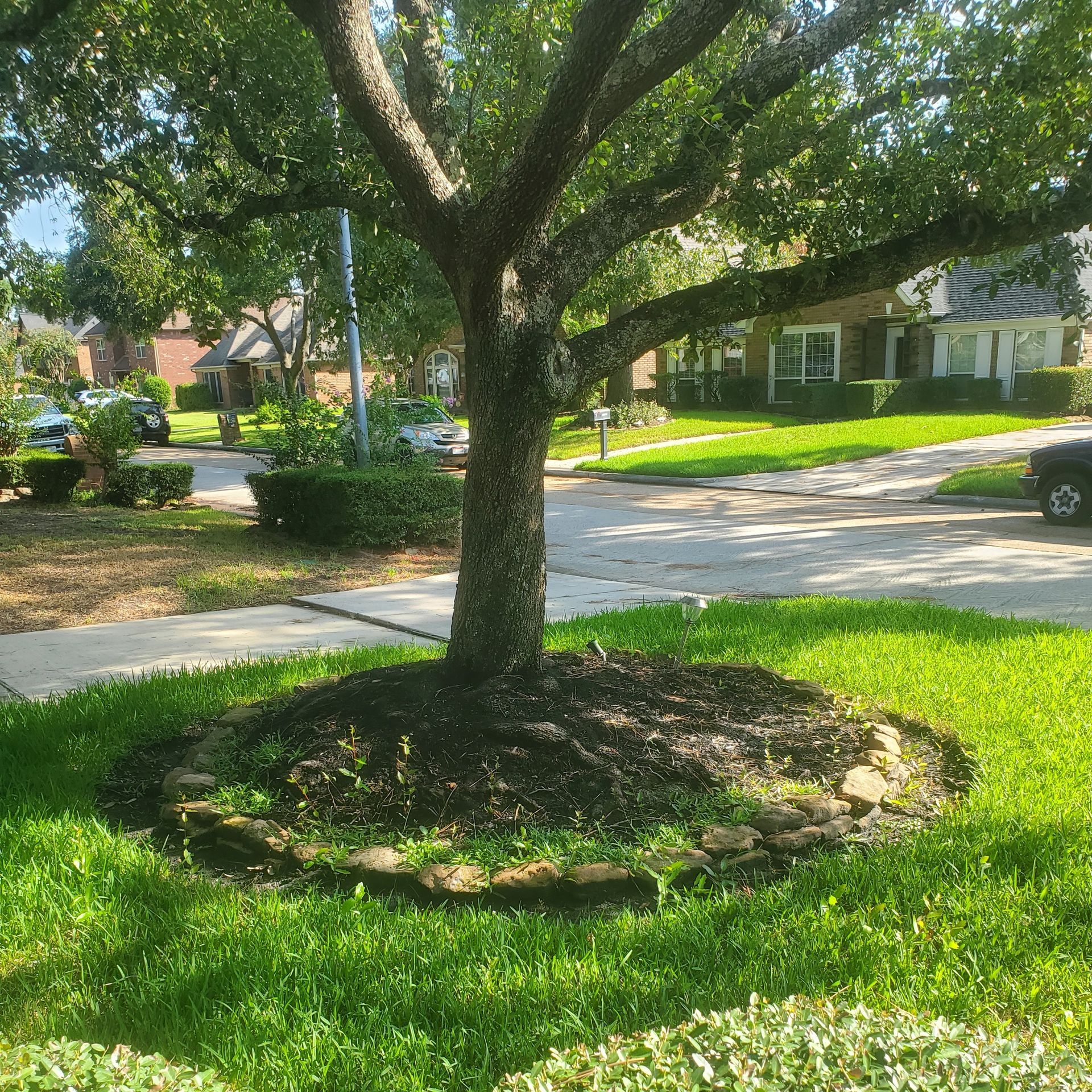 This image shows what happens to a tree after many years of over-mulching that made a root plate.