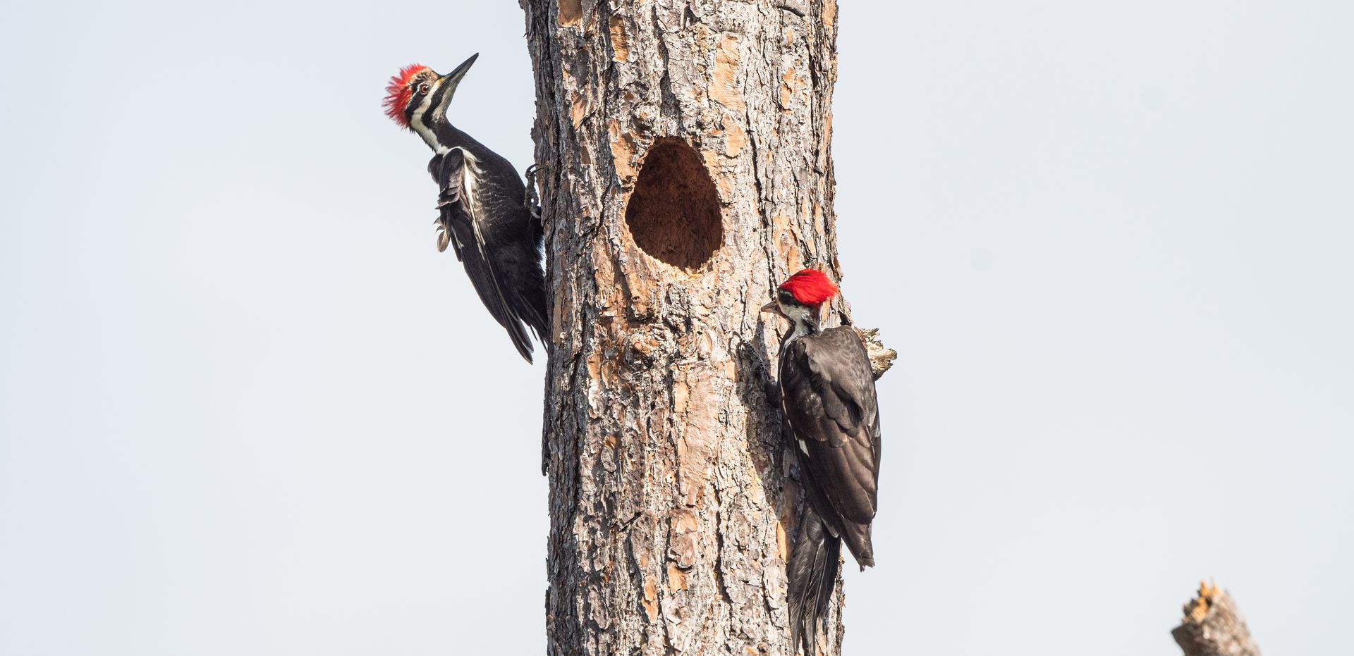 This image shows how woodpeckers make a hole to live in