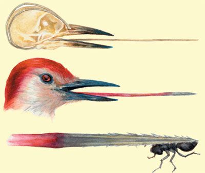 This image shows how a woodpecker's tongue works